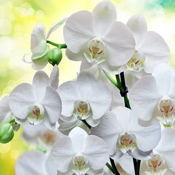 5D САМ Диамантена снимка на Бели цветя орхидея, бродерия на кръстат бод, мозайка модел от планински кристал, декор за Сватба