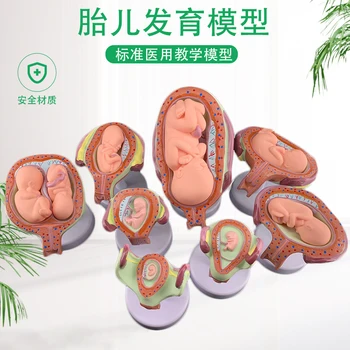 Модел на развитие на ембриона при бременност демонстрация на плодородието образование плода гинекологическая модел на процеса на развитие на плода